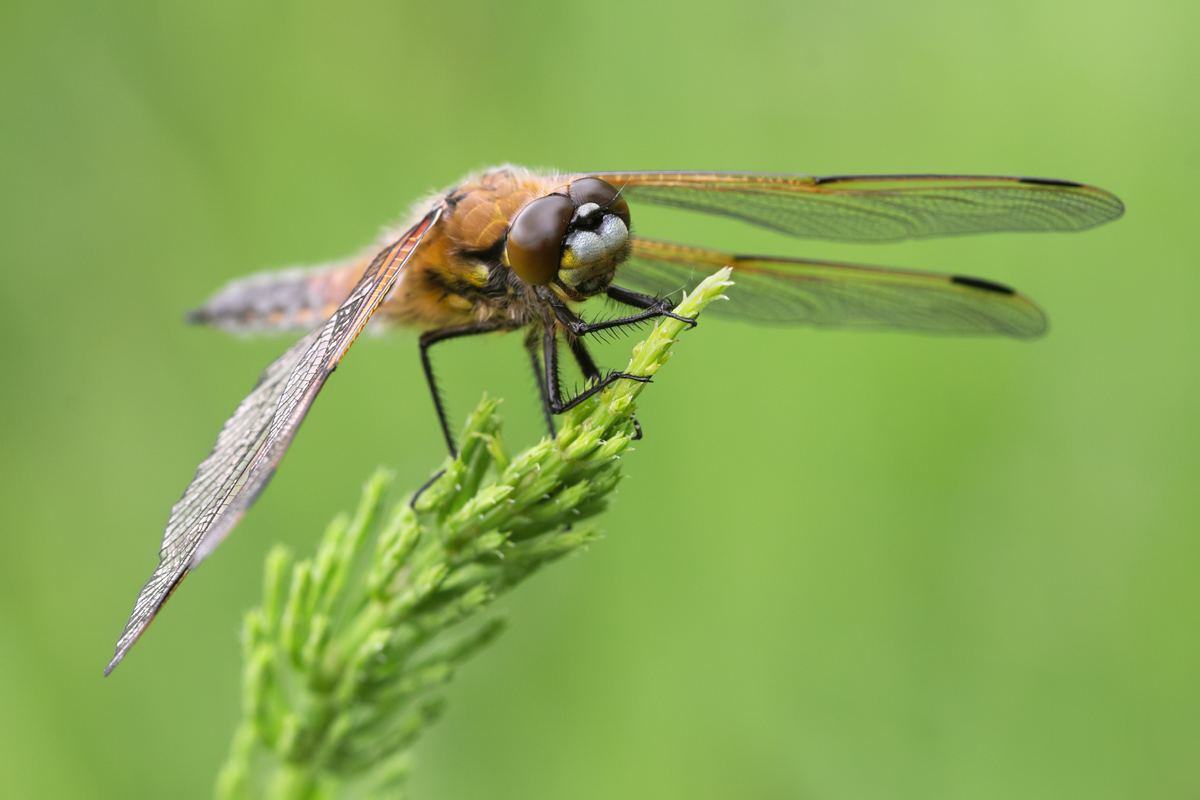 Four Spotted Chaser 12